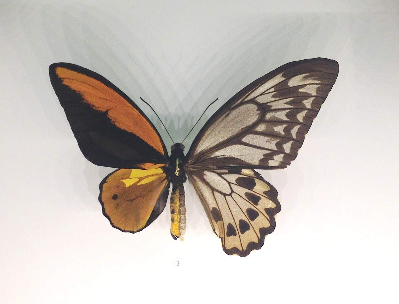 Ornithoptera priamus croseus (bilateral gynandromorph) (Internet Image property of respective owner, non-commercial use only)
